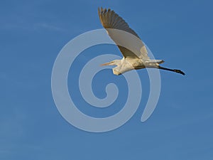A heron in flight against a blue sky