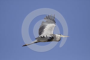 Heron in flight against blue sky