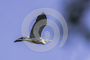 Heron in flight