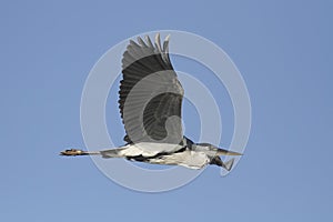 Heron in flight closeup