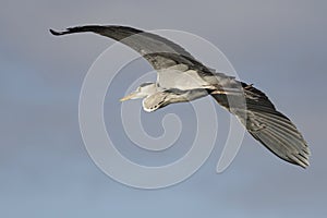 Heron in flight closeup