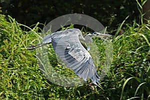 Heron In Flight, Poitou Charentes, France, on the La Sevre Niortaise River