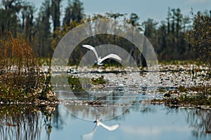 Heron fly through the swamps