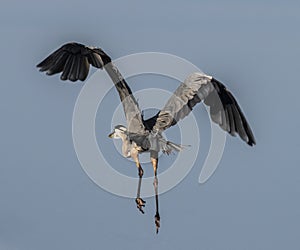 Heron flying away