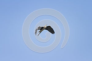 Heron flying on blue sky background widely spread its large wings