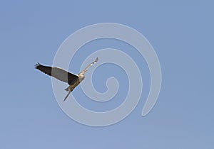 Heron flying on blue sky background widely spread its large wings