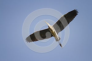 Heron flying on blue sky background widely spread its large wings