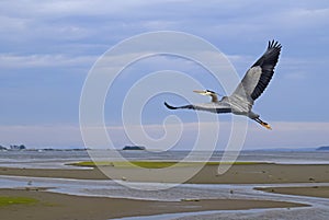 Heron flying at the Courtenay estuary photo