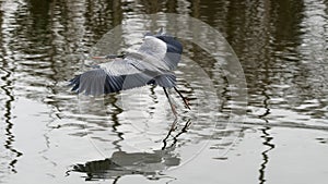 A heron flying low over the pond