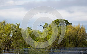 A Heron Flying over a bridge photo