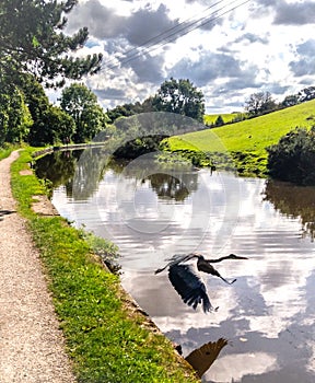 Heron flying over canal