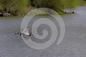 Heron flying over water, at Poolsbrook park.