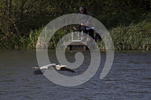 Heron flying over water at Poolsbrook park