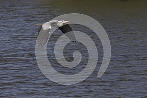 Heron flying over water, at Poolsbrook park