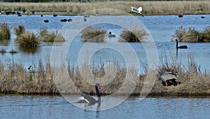 Heron flys over the wetlands on Phillip Island, where birdlife is prolific.