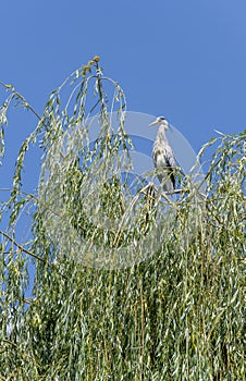 heron on willow tree top at urban park, Stuttagrt, Germany