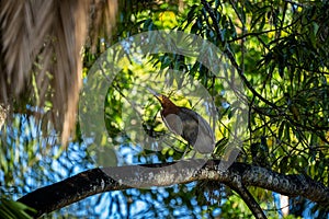 Heron or Garza Tigre Colorada resting on a tree branch. Ardeidae Family photo