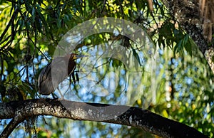 Heron or Garza Tigre Colorada resting on a tree branch. Ardeidae Family photo