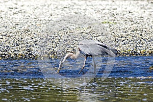 Heron gets food from stream