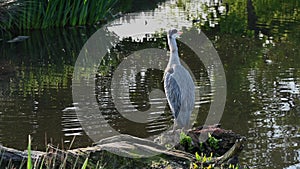 Heron gets startled by a Coot chasing a duck