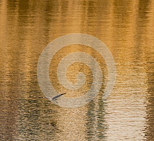 Heron gliding over river