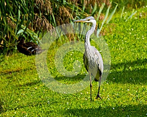 Heron going on the green grass at pond