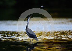 Heron on Golden Water Watching Feather