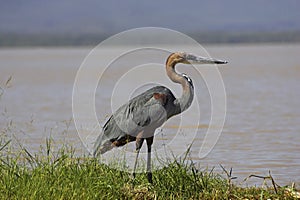 HERON GOLIATH ardea goliath