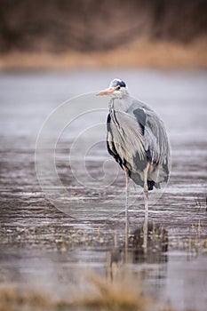 Heron grey bird