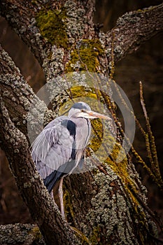 Heron grey bird