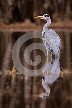 Heron grey bird