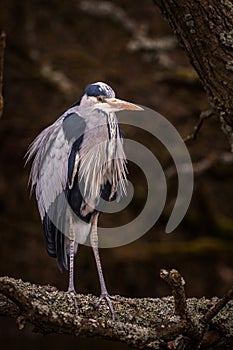 Heron grey bird