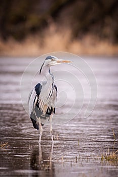 Heron grey bird