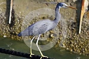 Heron