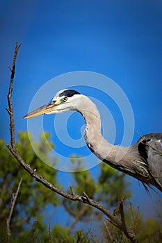 Heron grey on the tree with blue sky