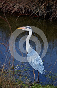 Heron grey in water