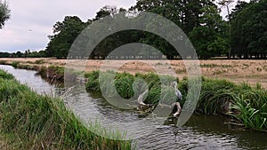 Heron guarding his spot next to stream.