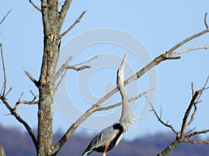 Great Blue Heron head to sky mating ritual in springtime photo