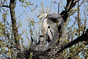Heron heronry