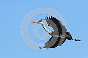 Heron heronry