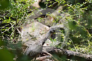 Heron hidden behind the trees