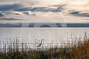 A heron hidden partly by a screen of reeds explores the coastline 