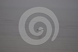 Heron during the high tide in the Bohai sea