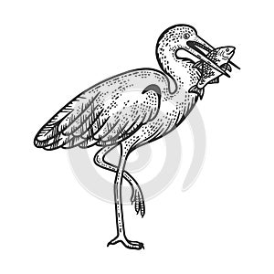 Heron holds fish in its beak sketch vector