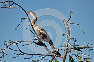 Heron huatulco oaxaca