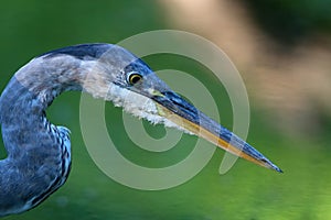 Heron Hunting