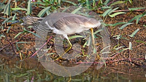 Heron hunting along water edge in