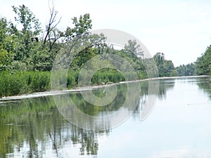 Heron in hunting in Carska bara