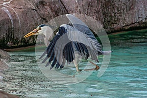 Heron Hunting Fish in Penguins Swimming Pool, ZSL London Zoo