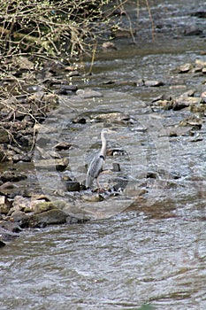 heron hunting fish on the river